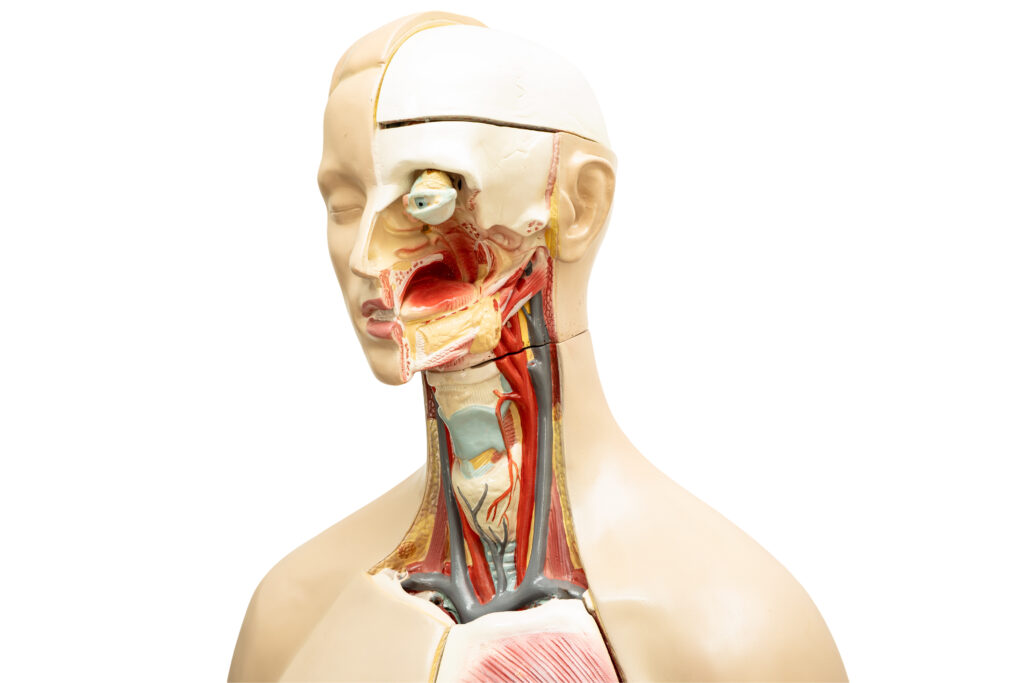 Human model anatomy isolated on white background with clipping path for medical training course, teaching medicine education.