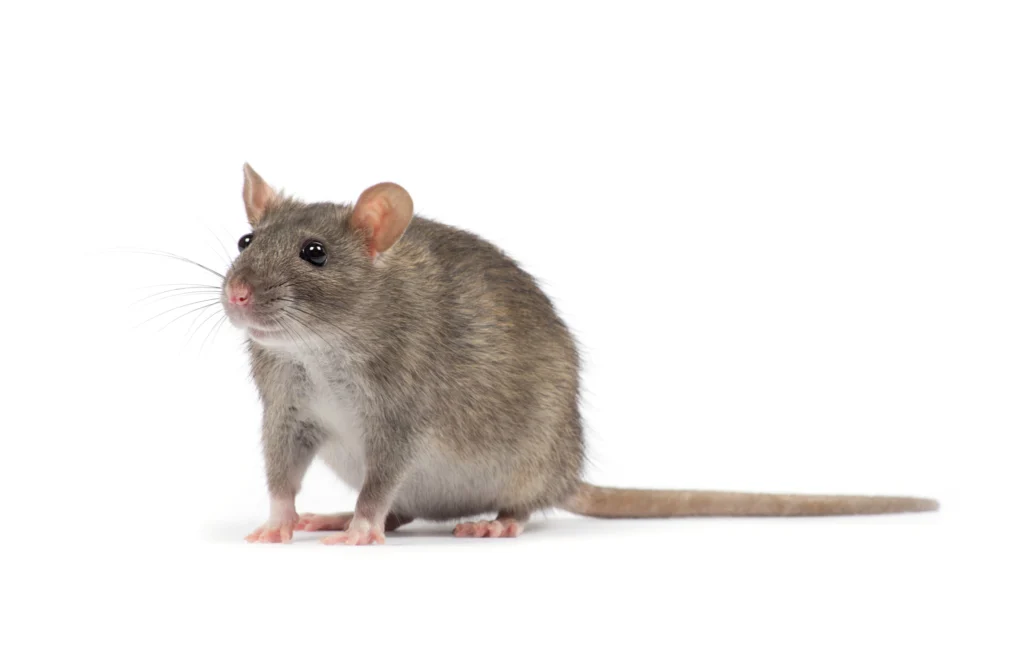 rat isolated on white background