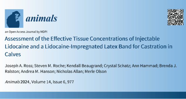 Injectable Lidocaine Lidocaine-Impregnated Latex Band