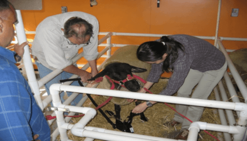 Team assembling and positioning LVAD recovery system equipment during preclinical animal testing in a laboratory environment.