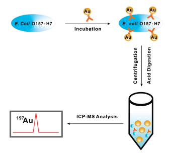 detect E. coli