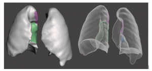 functional models from anatomical scans 