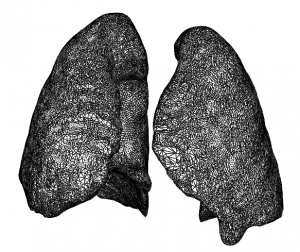 functional models from anatomical scans 