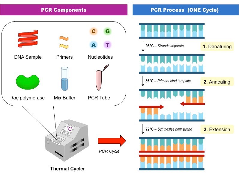 detect E. coli