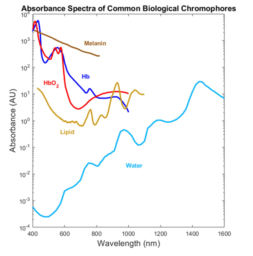 A logarithmic plot titled “Absorbance Spectra of Common Biological Chromophores,” displaying absorbance (in arbitrary units, AU) versus wavelength (in nm) from 400 to 1600 nm. The chart includes curves for five biological chromophores: Melanin (brown line): High absorbance at lower wavelengths, decreasing gradually. HbO₂ (oxyhemoglobin) (red line): Prominent peaks near 540 nm and 580 nm. Hb (deoxyhemoglobin) (blue line): Peaks near 560 nm and 760 nm. Lipid (gold line): Relatively flat, low absorbance with small peaks near 930 nm and 1210 nm. Water (cyan line): Low absorbance below 900 nm, rising sharply with peaks beyond 970 nm, notably near 1200 nm and 1450 nm. This graph helps visualize how various tissues and molecules absorb light across the near-visible and near-infrared spectrum.