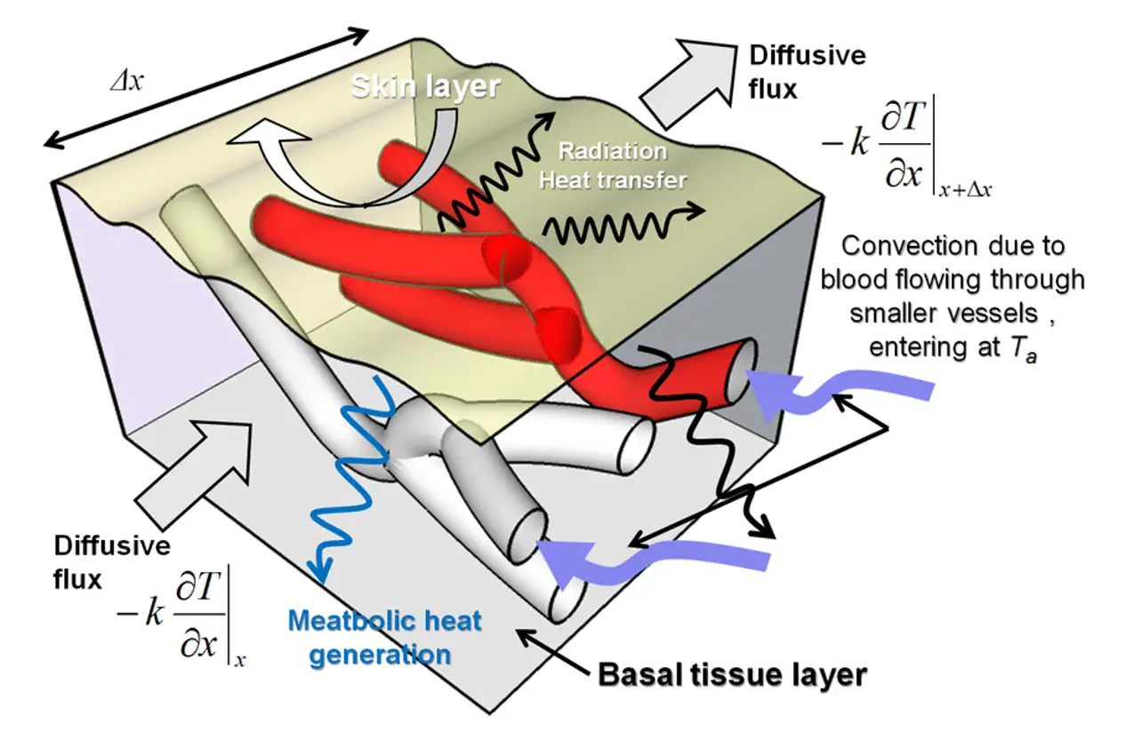 Bioheat transfer diagram showing skin layer, basal tissue, blood vessel convection, radiation, diffusive flux, and metabolic heat generation