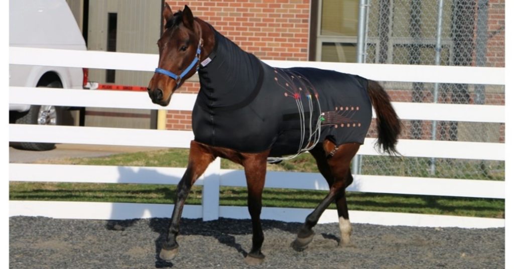 Horse wearing an e-textile cover for vitals monitoring.