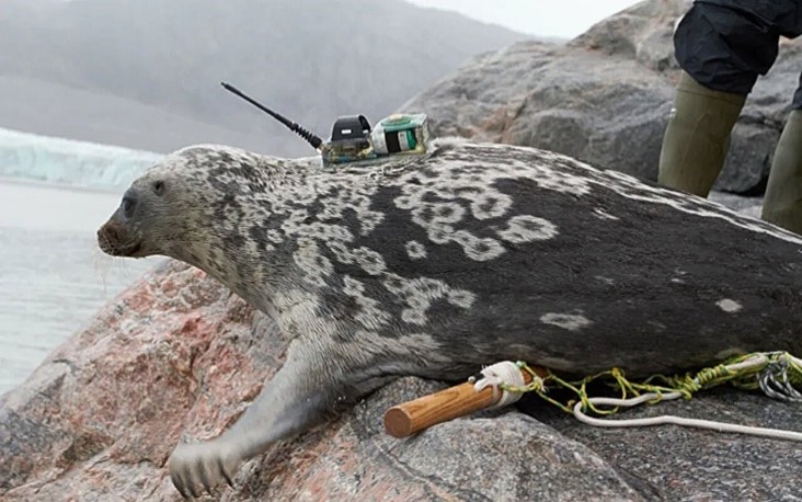  West Greenland ringed seal on rock near sea with tracking unit to measure seal population and movements.