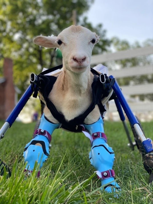 A sheep with front leg prosthetics on grass.