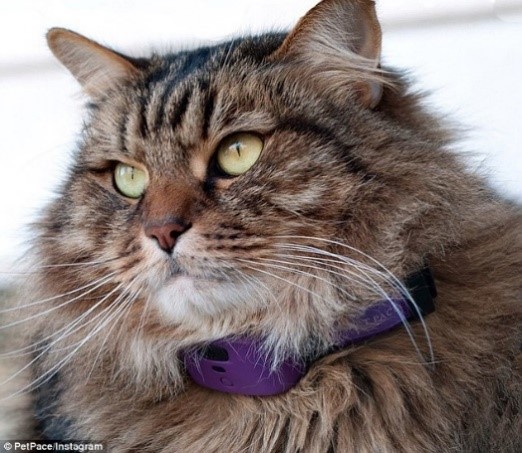 Cat wearing a smart collar.