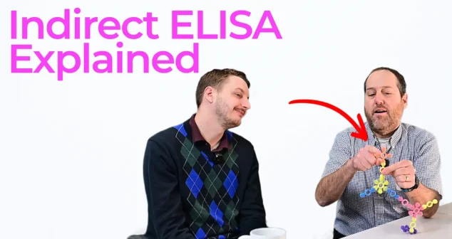 Indirect ELISA explained with antibody model showing enzyme linked immunoassay detection