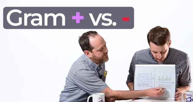Gram positive vs negative bacteria explained with diagram and comparison