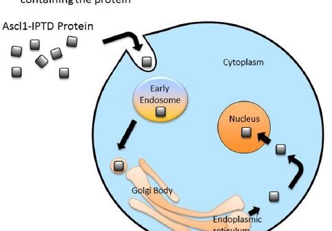 Cellular reprogramming